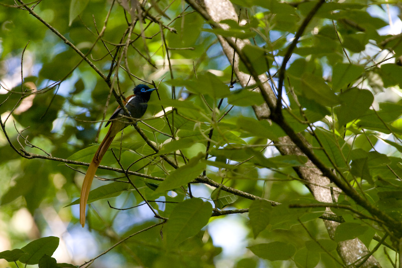 African Paradise Flycather In Tree